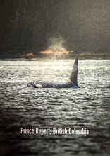 Load image into Gallery viewer, Postcards - Clearly Coastal Photography
